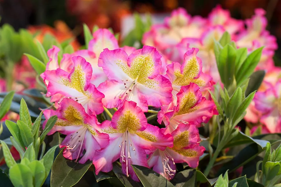 Rhododendron viscosum 'Quiet Thoughts' Topfgröße 4,6 Liter