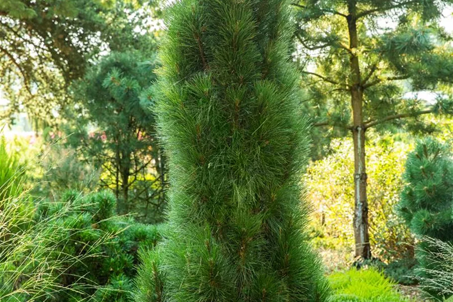 Schwarzkiefer 'Green Tower' Topfgröße 16,5 Liter / Höhe 70-80cm