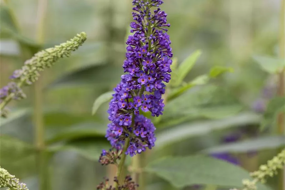 Sommerflieder 'Empire Blue' Topfgröße 3,4 Liter / Höhe 30-40cm