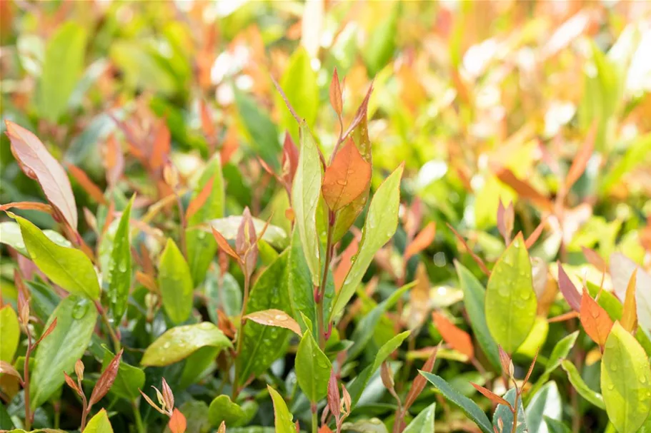 Traubenheide 'Little Flames' Topfgröße 2 Liter / Höhe 20-25cm