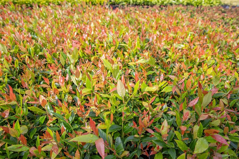 Traubenheide 'Little Flames' Topfgröße 2 Liter / Höhe 20-25cm