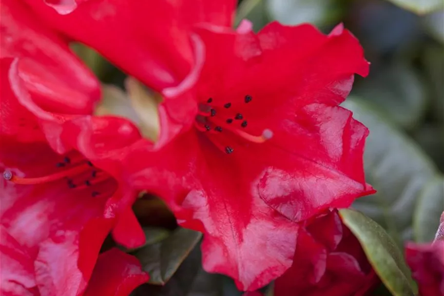 Zwergrhododendron 'Scarlet Wonder' Topfgröße 2,3 Liter