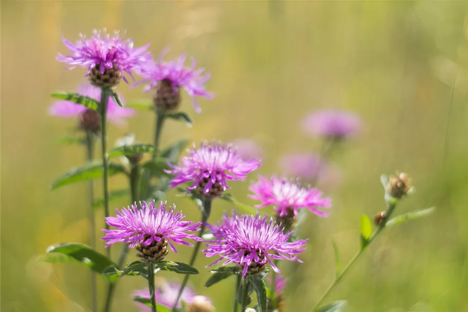 Heimische Wiesen Flockenblume Wildstaude 12 cm Topf