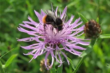 Heimische Wiesen Flockenblume Wildstaude 12 cm Topf