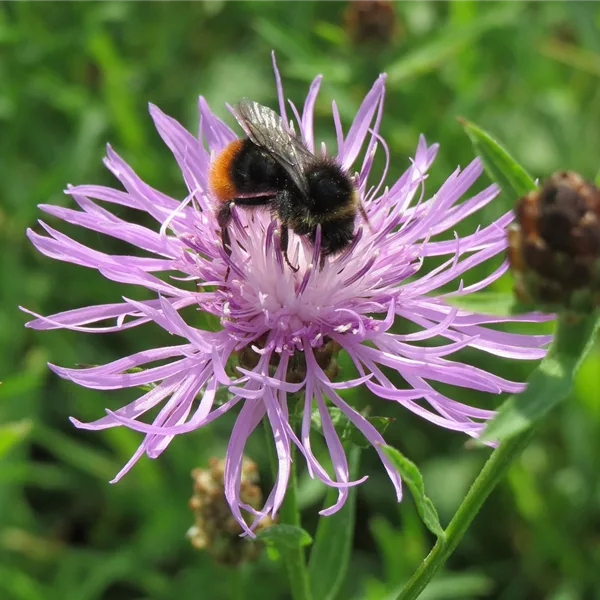 Heimische Wiesen Flockenblume