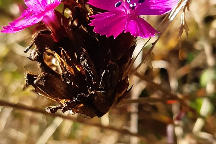 Heimische Karthäuser Nelke Wildstaude 12 cm Topf