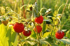 Heimische Wald-Erdbeere Wildstaude 12 cm Topf