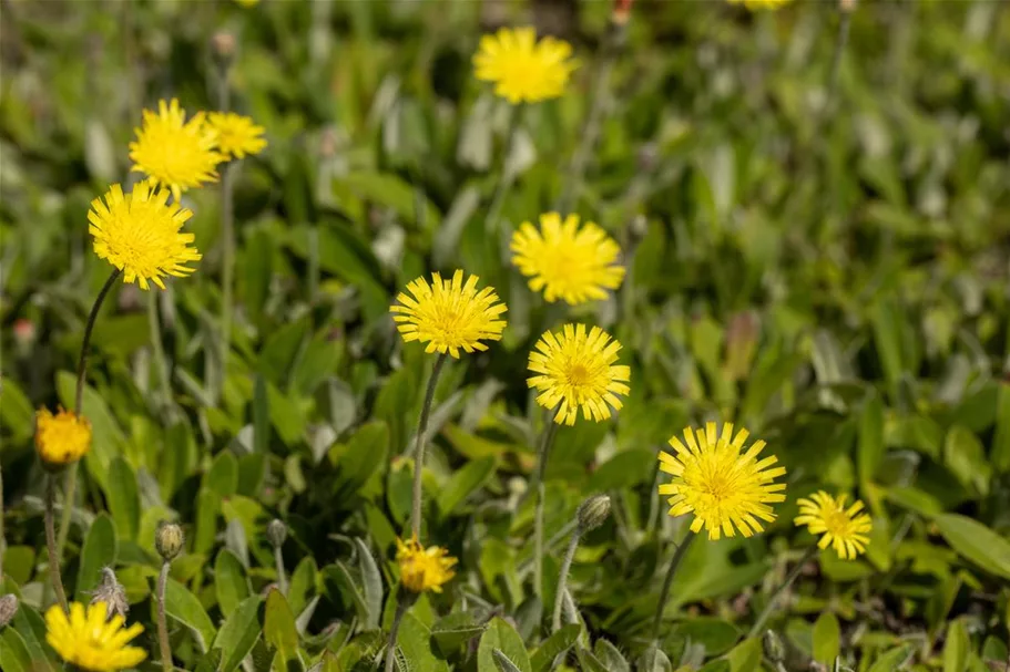 Heimisches Kleines Habichtskraut Wildstaude 12 cm Topf