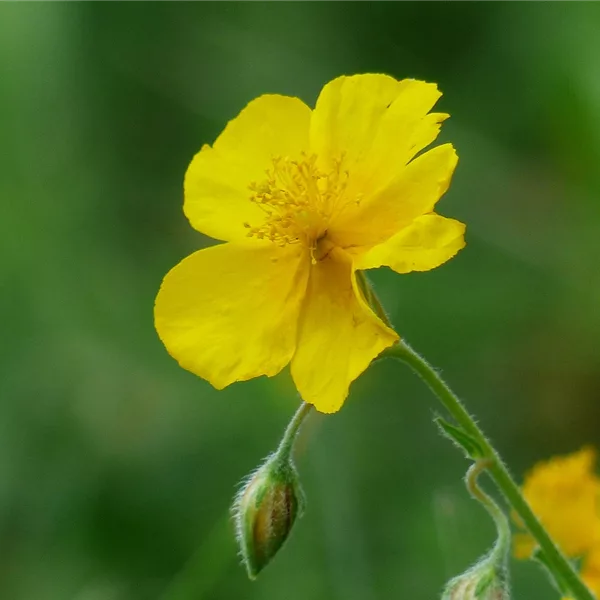 Gewöhnliches Sonnenröschen