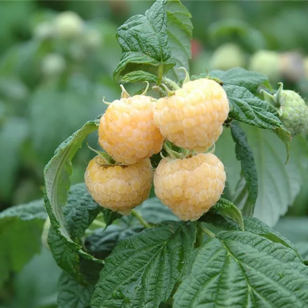 Himbeere 'Golden Everest'