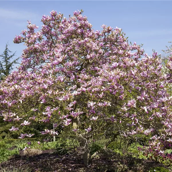 Großblumige Magnolie 'Galaxy'