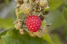 Himbeere Polar Fruits® 'Raspberry' Topfgröße 5 Liter / Höhe 50-60cm