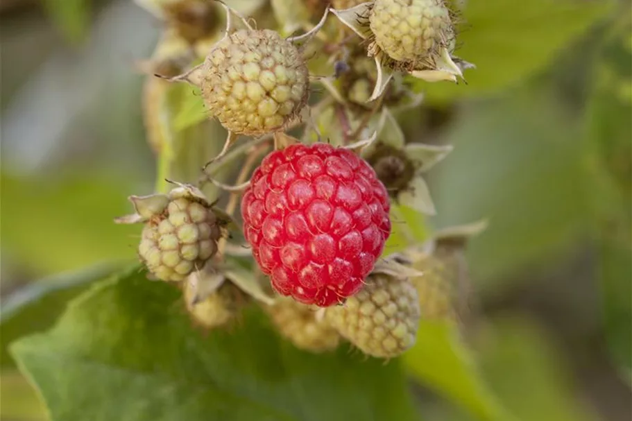 Himbeere Polar Fruits® 'Raspberry' Topfgröße 5 Liter / Höhe 50-60cm