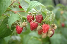 Himbeere Polar Fruits® 'Raspberry' Topfgröße 5 Liter / Höhe 50-60cm