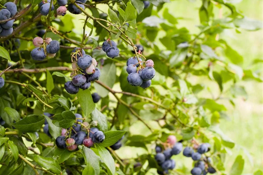 Heidelbeere 'Sunshine Blue' Topfgröße 5 Liter / Höhe 50-60cm