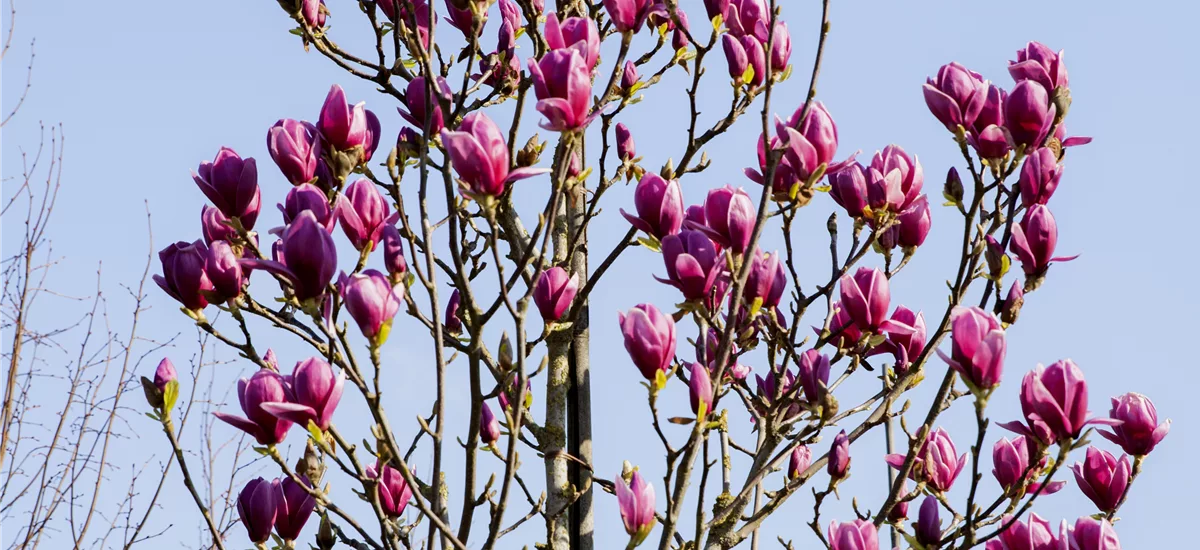 Magnolie 'Cleopatra' Topfgröße 6 Liter / Höhe 60-80cm