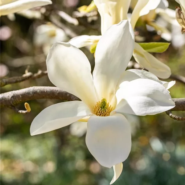 Magnolie 'Fairy White'®