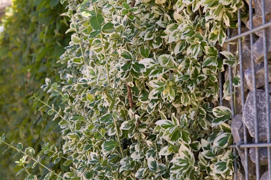 Weißbunte Kriechspindel 'Emerald Gaiety' 50-er Stamm, Topfgröße 3 Liter