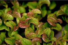 Traubenheide 'Curly Red'® Topfgröße 2 Liter / Höhe 20-25cm