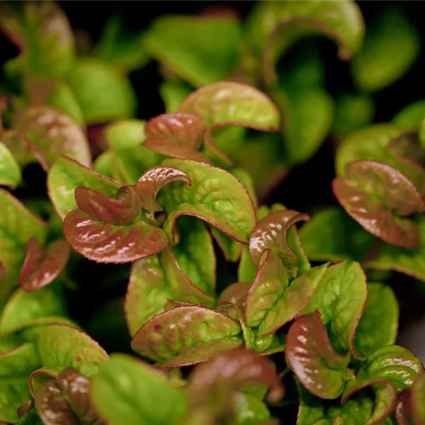 Traubenheide 'Curly Red'®