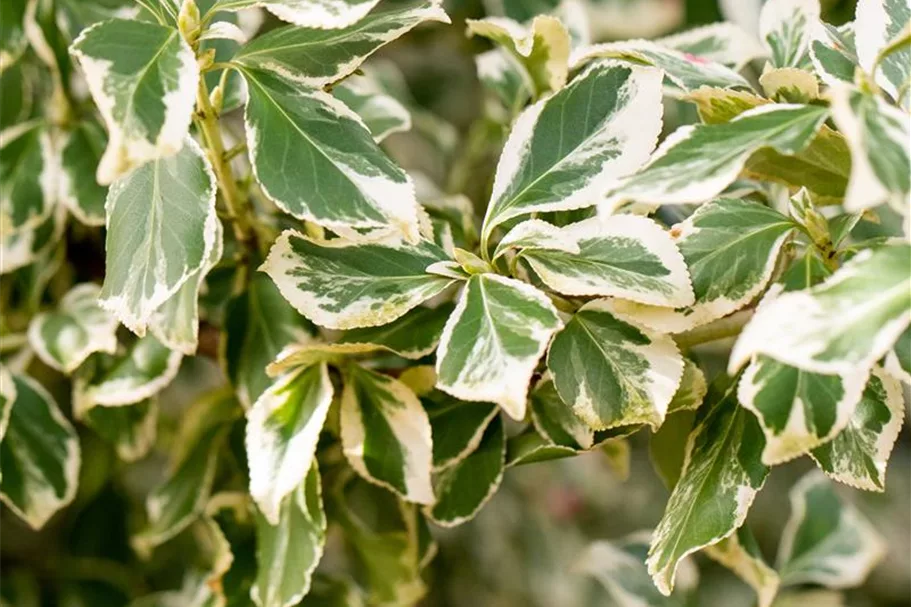 Weißbunte Kriechspindel 'Emerald Gaiety' 50-er Stamm, Topfgröße 3 Liter