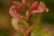 Traubenheide 'Curly Red'® Topfgröße 2 Liter / Höhe 20-25cm