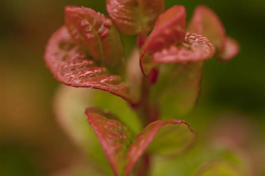 Traubenheide 'Curly Red'® Topfgröße 2 Liter / Höhe 20-25cm