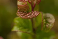 Traubenheide 'Curly Red'® Topfgröße 2 Liter / Höhe 20-25cm