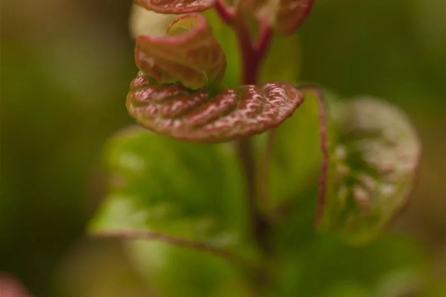 Traubenheide 'Curly Red'® Topfgröße 2 Liter / Höhe 20-25cm