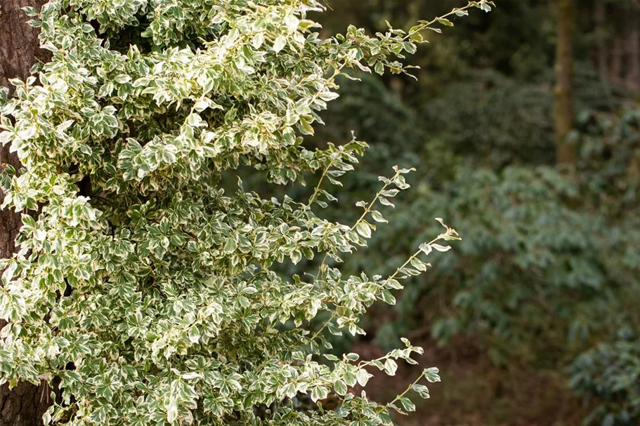 Weißbunte Kriechspindel 'Emerald Gaiety' 50-er Stamm, Topfgröße 3 Liter