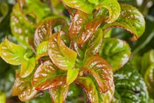 Traubenheide 'Curly Red'® Topfgröße 2 Liter / Höhe 20-25cm