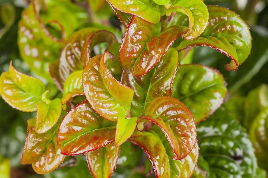 Traubenheide 'Curly Red'® Topfgröße 2 Liter / Höhe 20-25cm