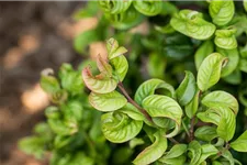 Traubenheide 'Curly Red'® Topfgröße 2 Liter / Höhe 20-25cm