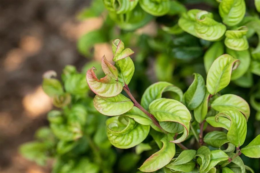 Traubenheide 'Curly Red'® Topfgröße 2 Liter / Höhe 20-25cm