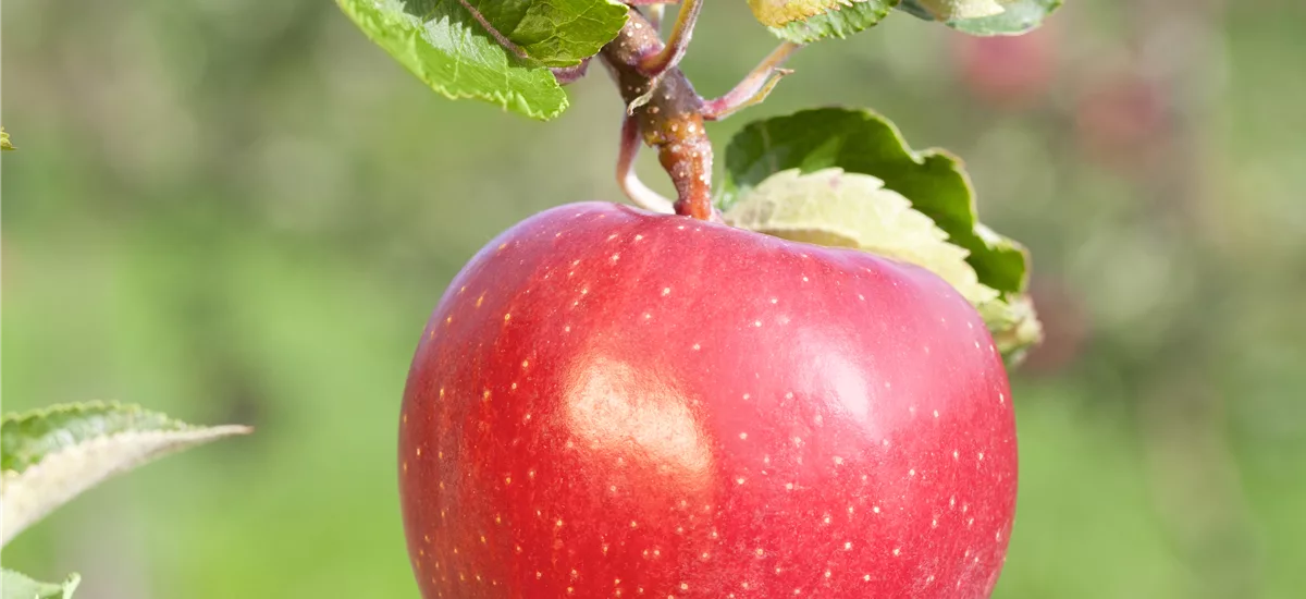 Apfel 'Alkmene' Stammbusch, Topfgröße 10 Liter MM111