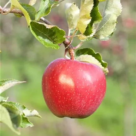 Apfel 'Alkmene'