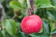 Apfel 'Roter Berlepsch' Stammbusch, Topfgröße 10 Liter MM111