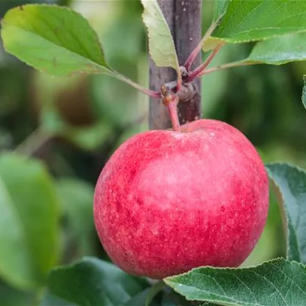 Apfel 'Roter Berlepsch'