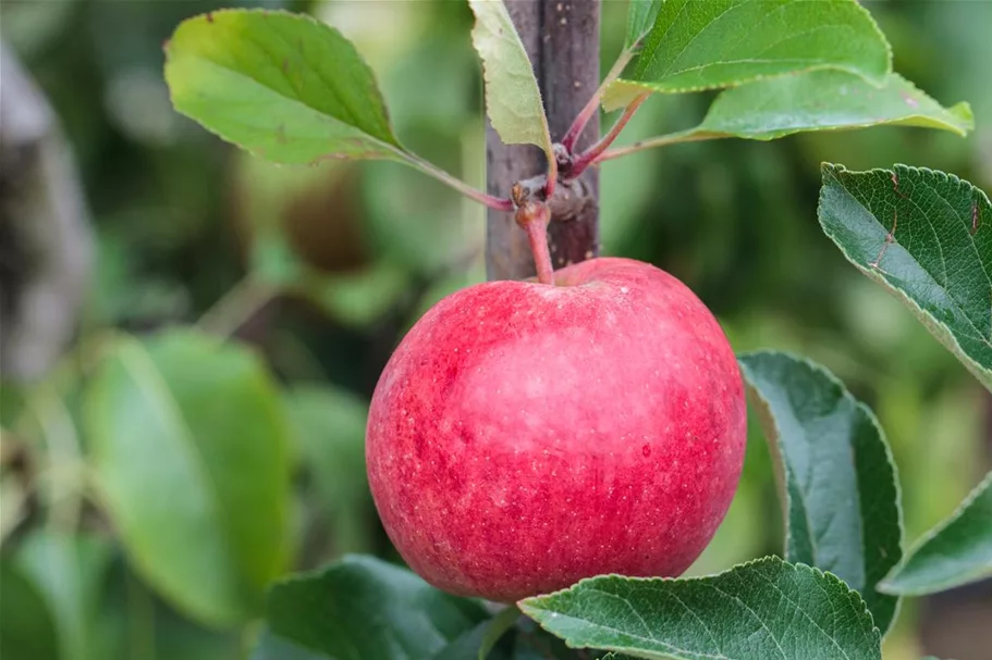 Apfel 'Roter Berlepsch' Stammbusch, Topfgröße 10 Liter MM111