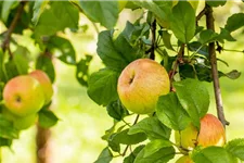 Apfel 'Roter Berlepsch' Stammbusch, Topfgröße 10 Liter MM111