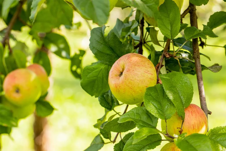 Apfel 'Roter Berlepsch' Stammbusch, Topfgröße 10 Liter MM111