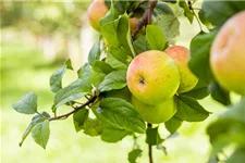 Apfel 'Roter Berlepsch' Stammbusch, Topfgröße 10 Liter MM111