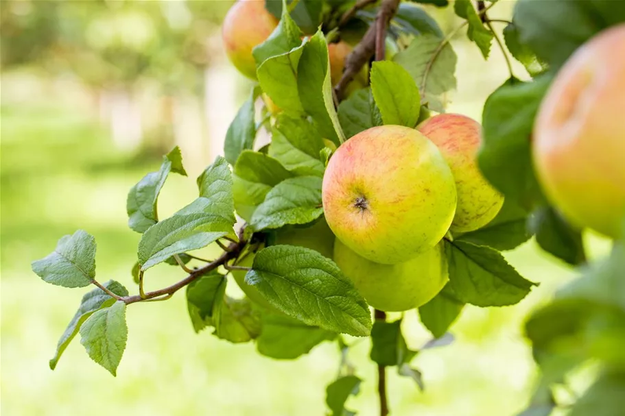 Apfel 'Roter Berlepsch' Stammbusch, Topfgröße 10 Liter MM111