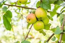 Apfel 'Roter Berlepsch' Stammbusch, Topfgröße 10 Liter MM111