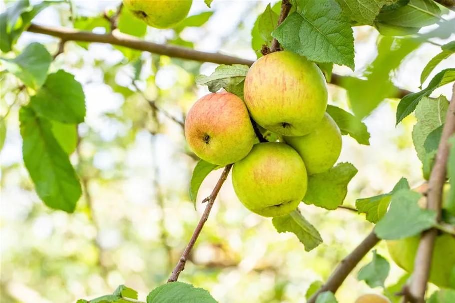 Apfel 'Roter Berlepsch' Stammbusch, Topfgröße 10 Liter MM111