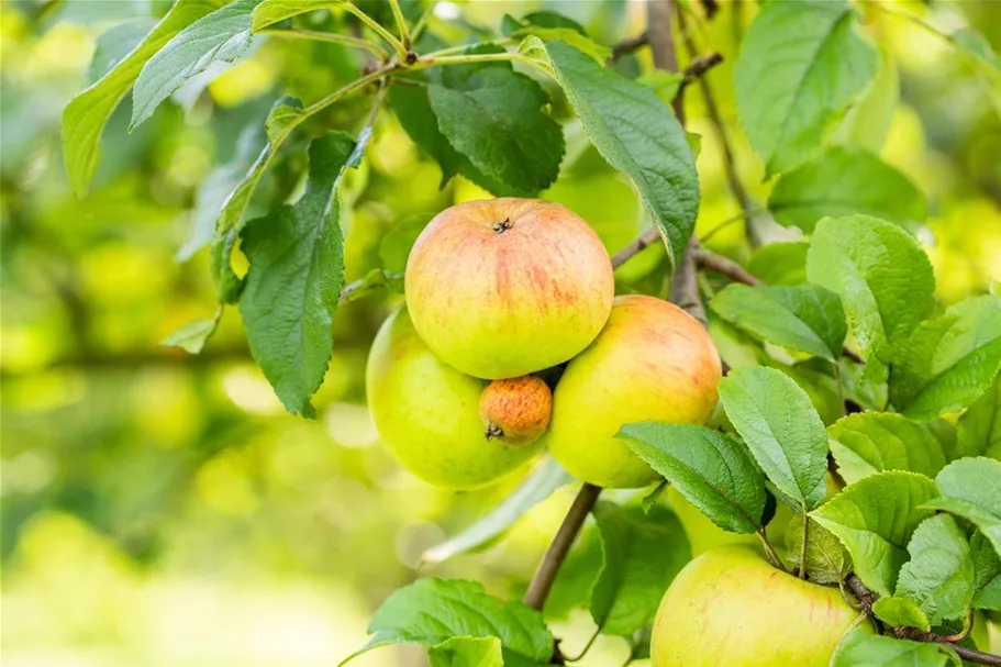 Apfel 'Roter Berlepsch' Stammbusch, Topfgröße 10 Liter MM111