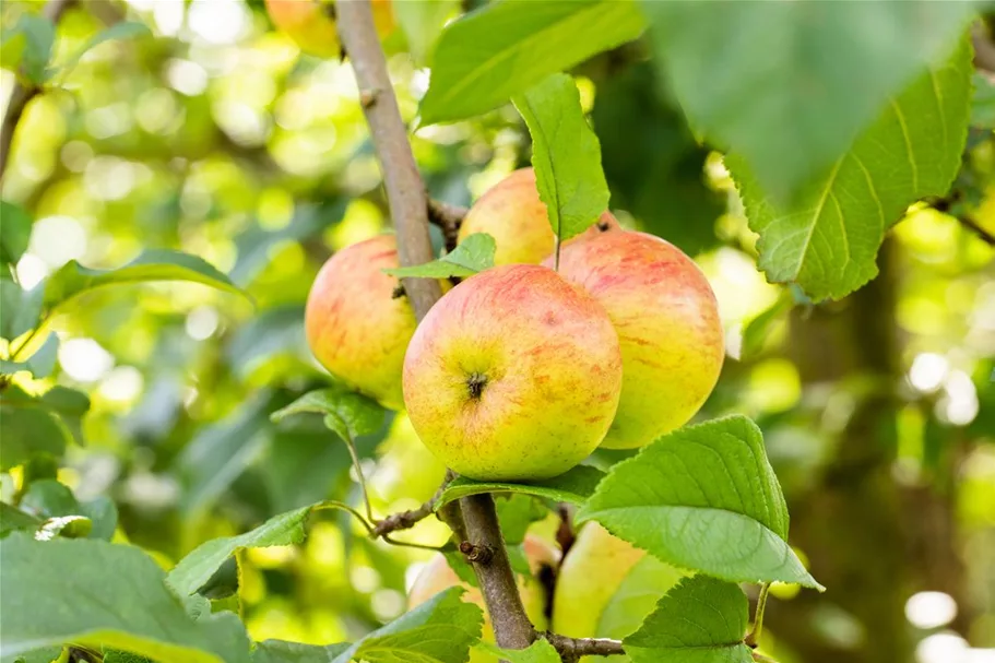 Apfel 'Roter Berlepsch' Stammbusch, Topfgröße 10 Liter MM111