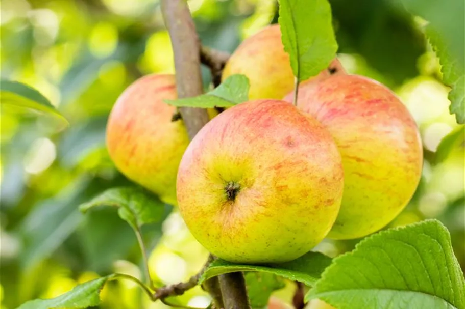 Apfel 'Roter Berlepsch' Stammbusch, Topfgröße 10 Liter MM111