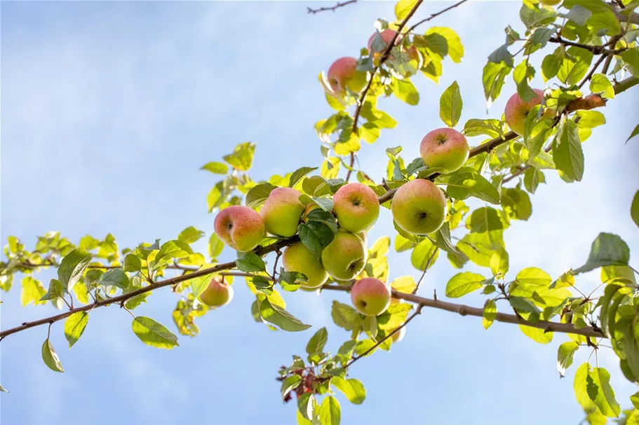 Apfel 'Roter Berlepsch' Stammbusch, Topfgröße 10 Liter MM111