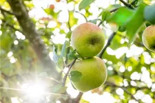 Apfel 'Roter Berlepsch' Stammbusch, Topfgröße 10 Liter MM111